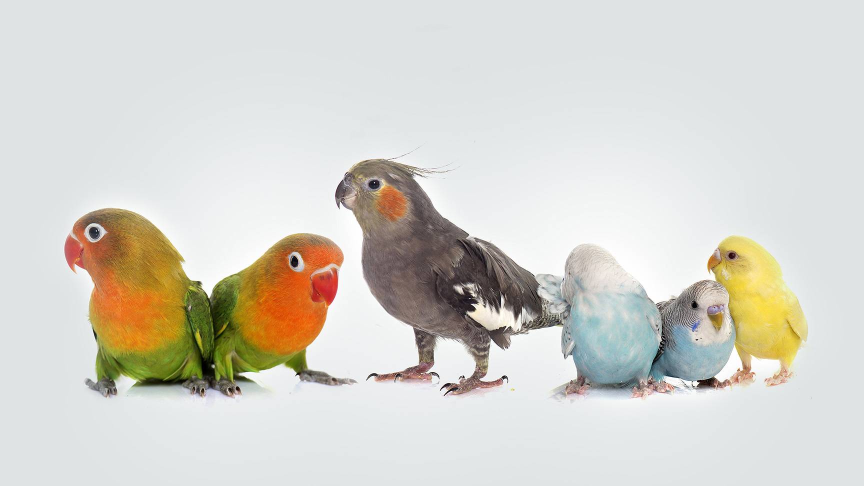 Budgies Cockatiel Sun Conure