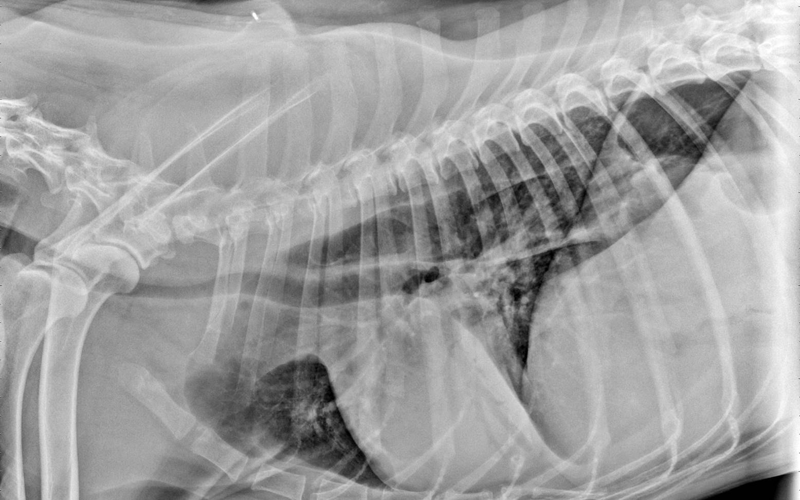 Röntgenbild Lunge Hund
