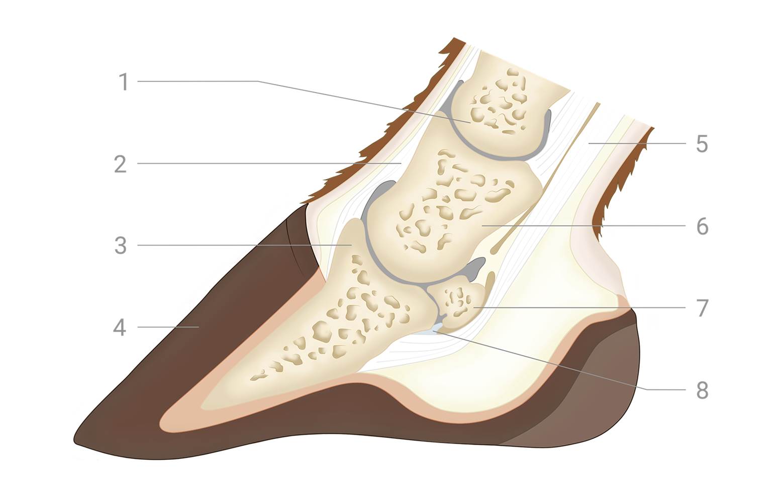 Diagram of the anatomy of a horse's hoof