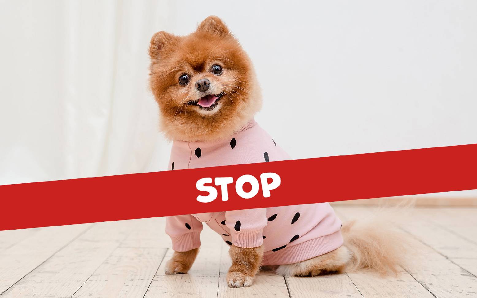 Brachycephalic dog with sweater Stop lettering