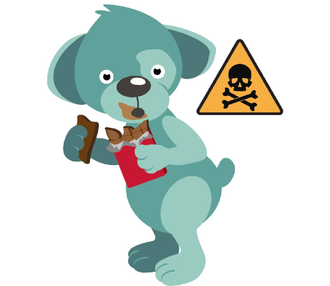 petsXL Oskar mit Schokolade