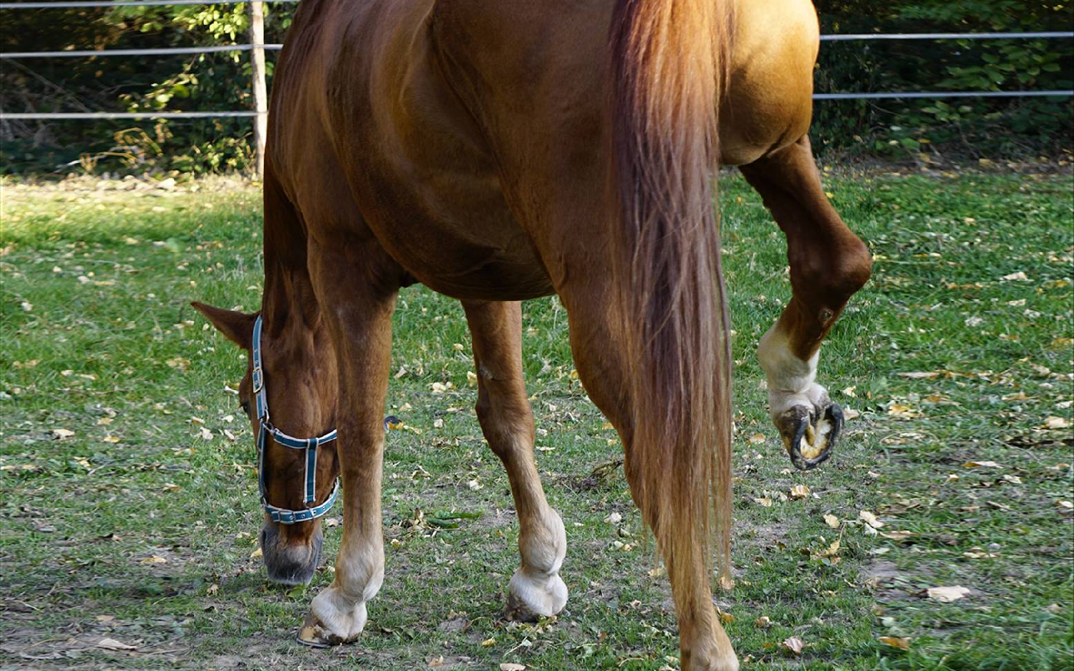Horse with its hind leg raised