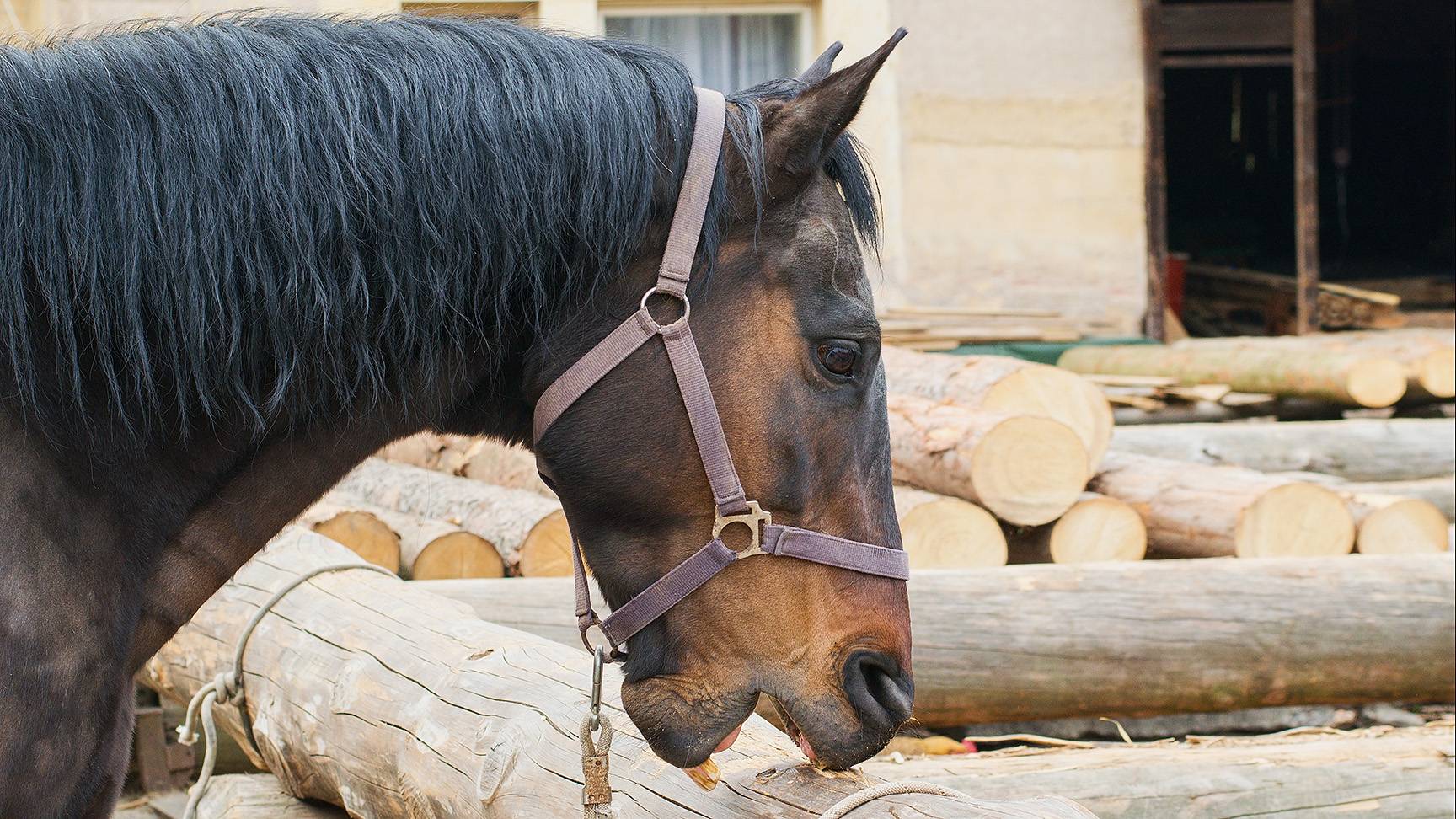Koppendes Pferd