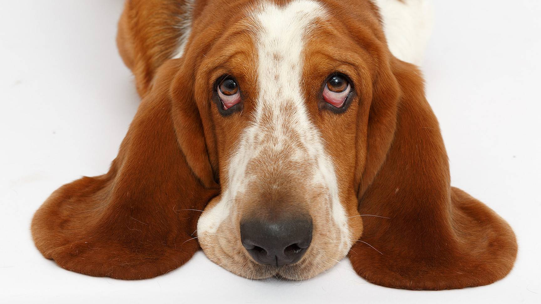 Basset mit Hängelid