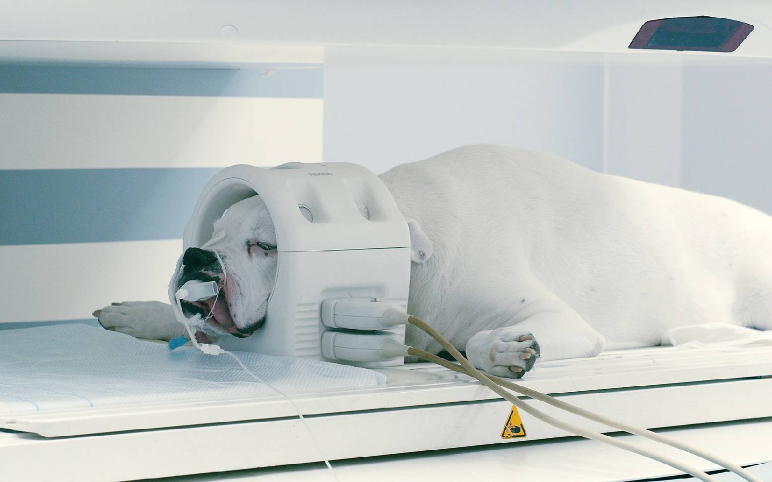 Dog in MRI scanner with coil around its head