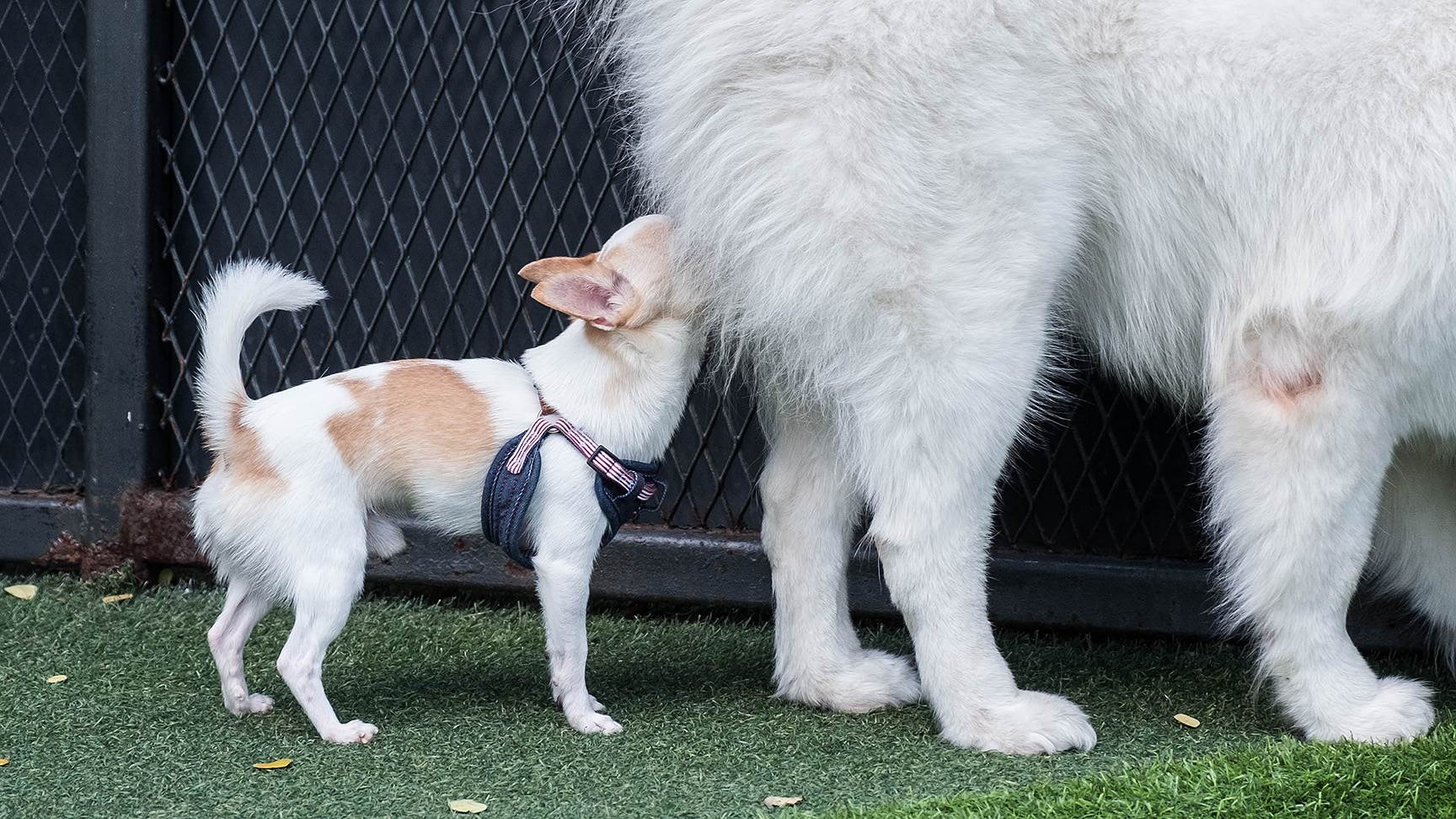 Hund schnüffelt an anderem Hund