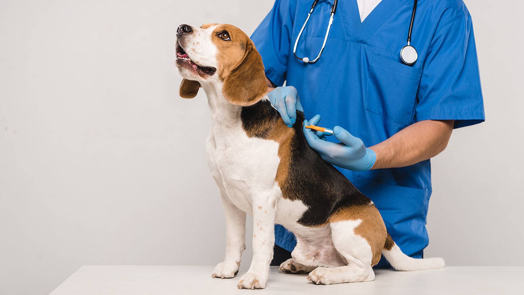 Veterinarian microchips a dog