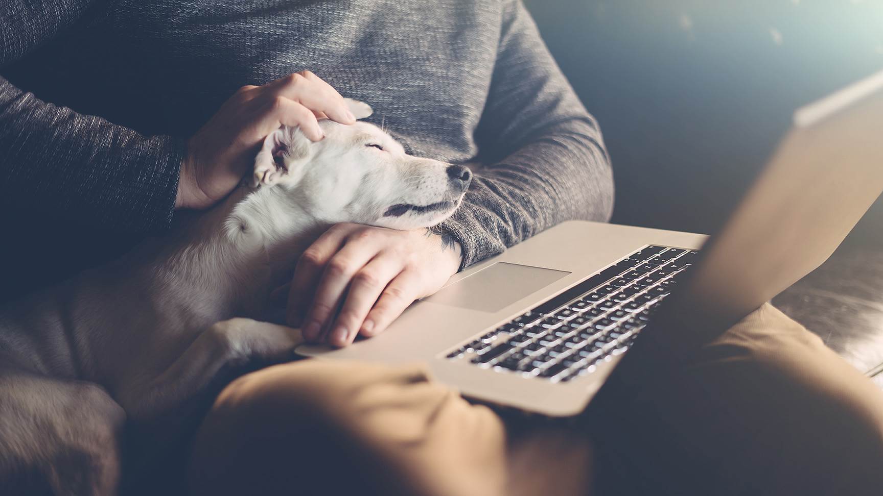 Hund Mensch Laptop