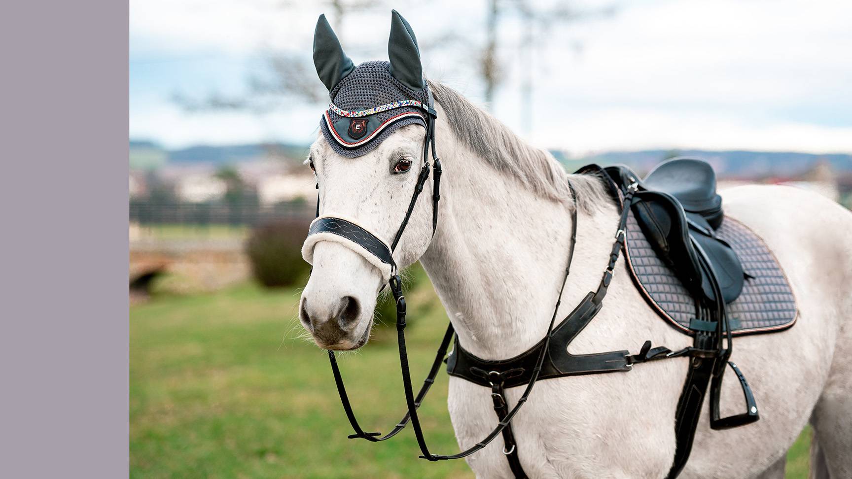 Pferd mit Sidepull
