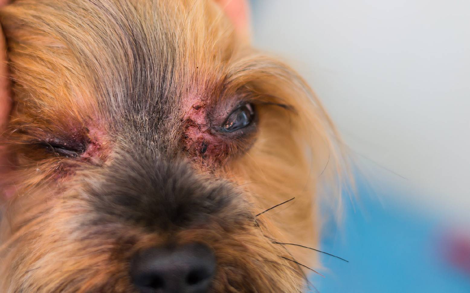 Hund mit einer Malassezieninfektion