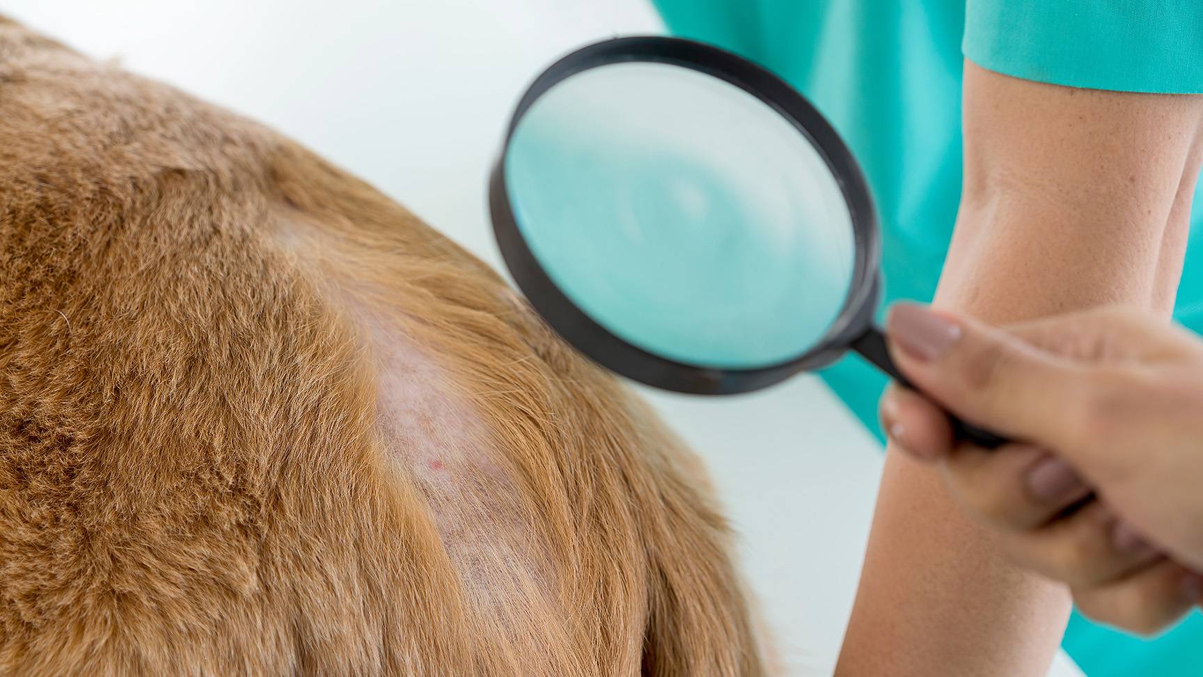 Hund mit Hautproblemen Lupe