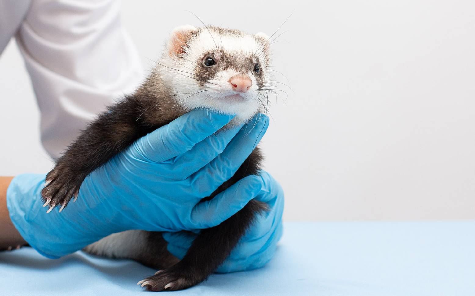 Tierarzt hält Frettchen