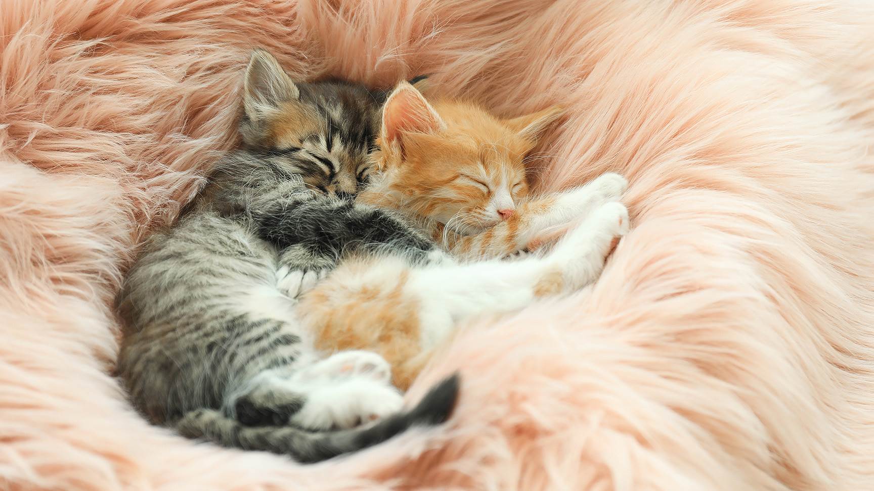 Katzen schlafen
