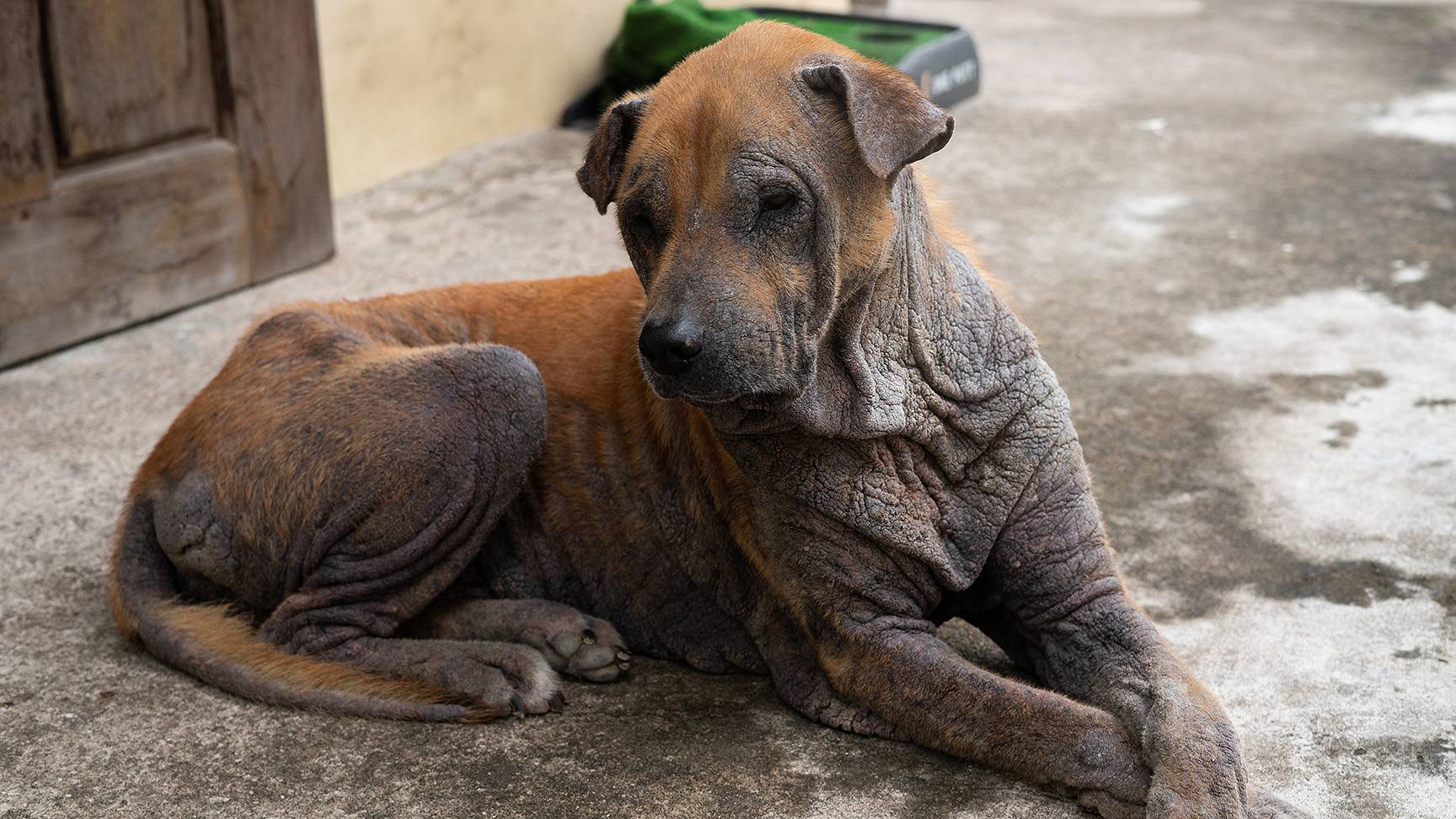 Dog with mange