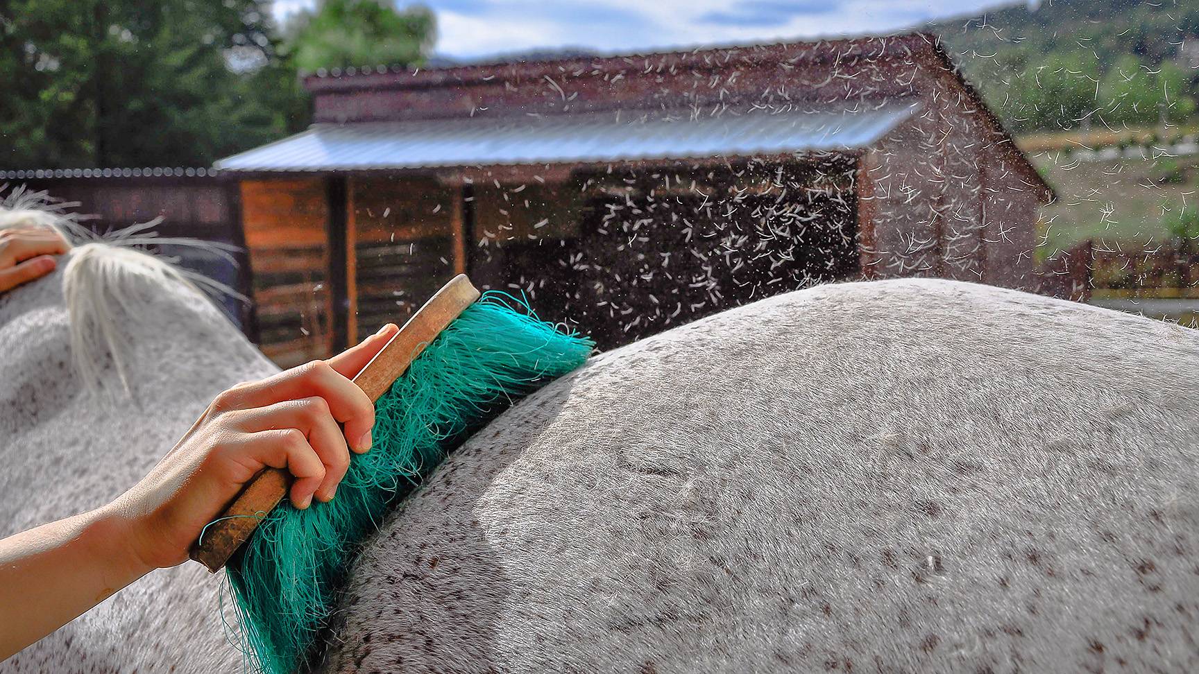 Pferd wird gebürstet