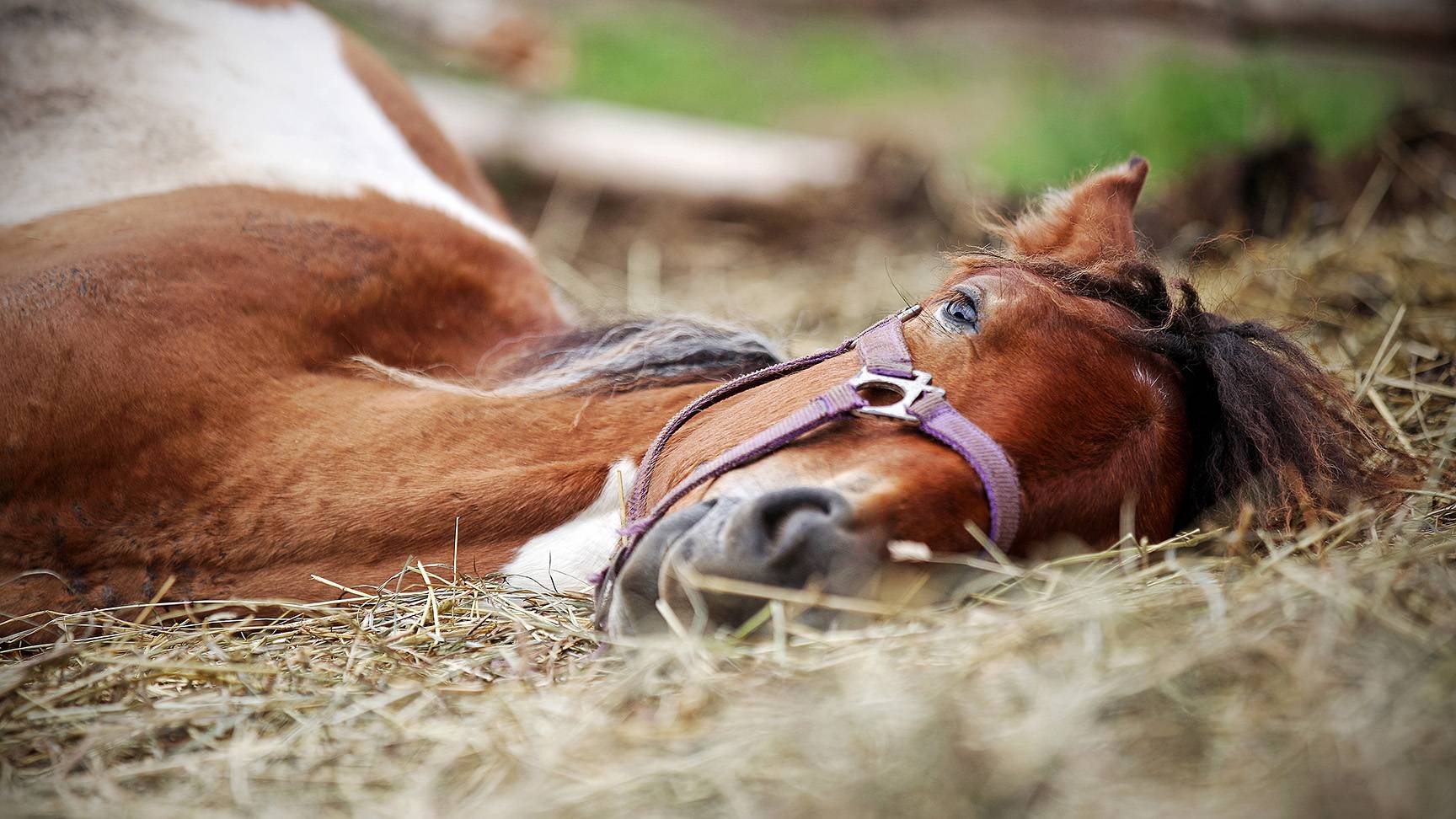 Lying horse