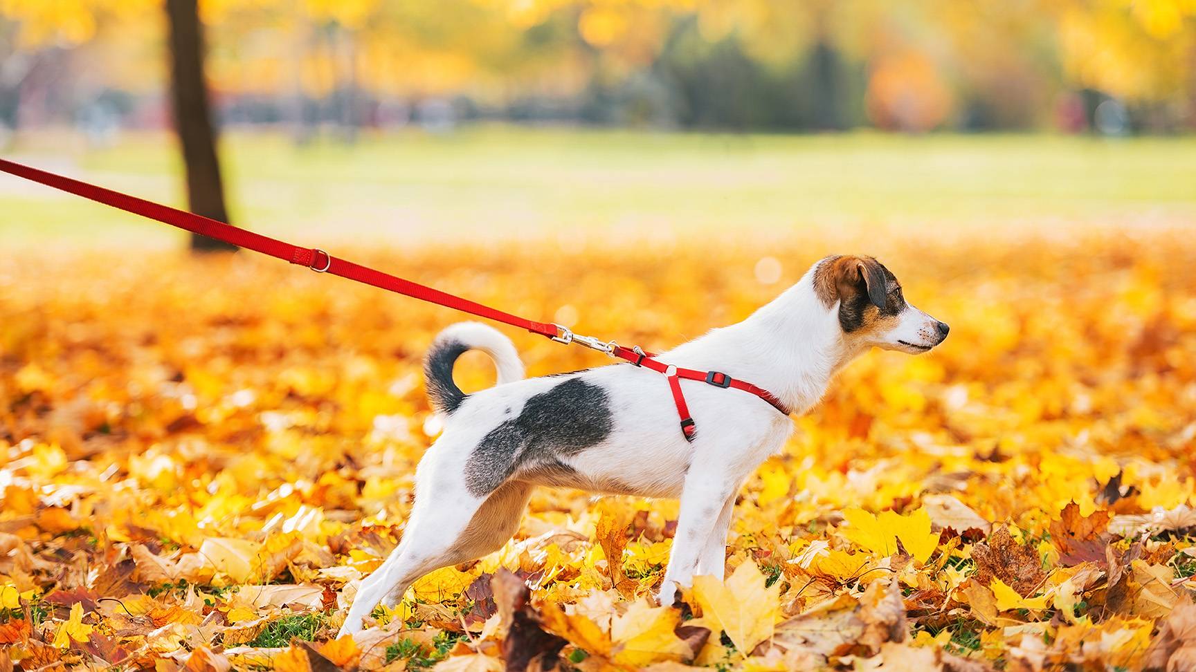 Dog on leash