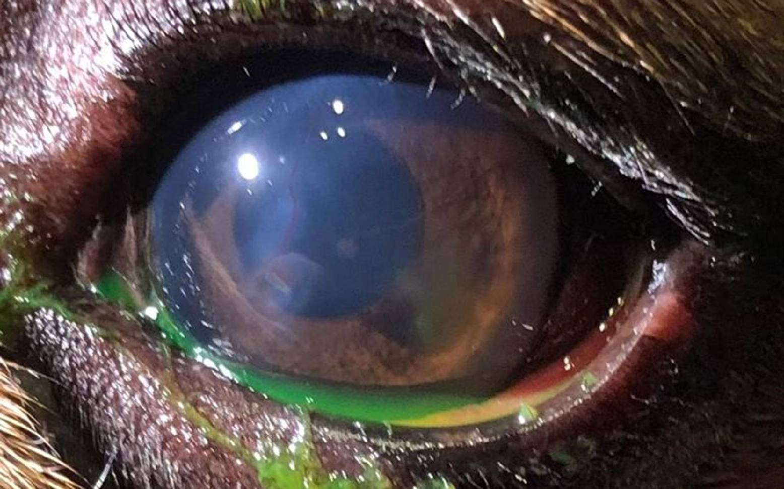 Eyes of a dog with distichiasis