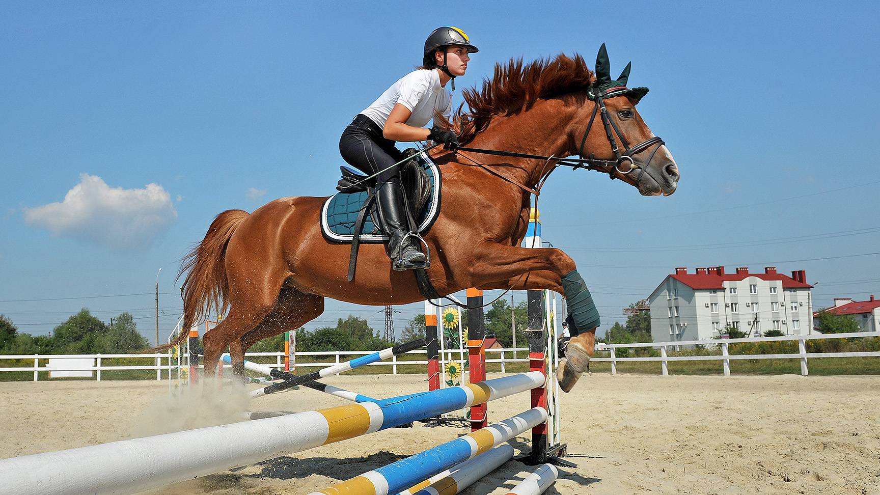 Rider horse jump