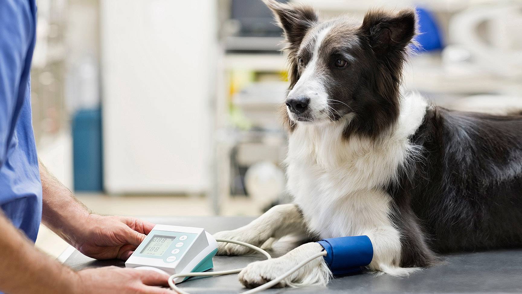 Measuring a dog's blood pressure