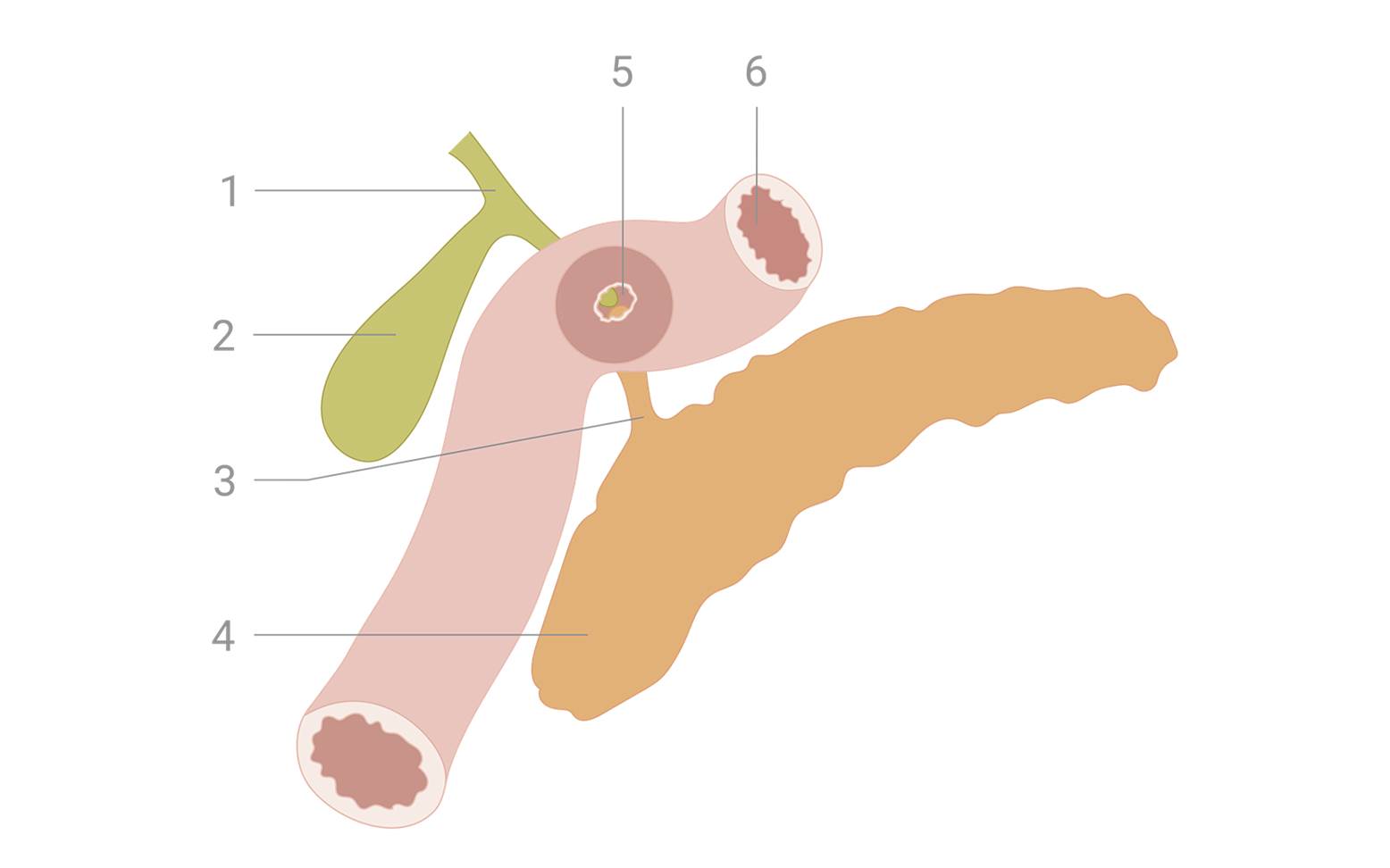 Diagram of the pancreas in dogs