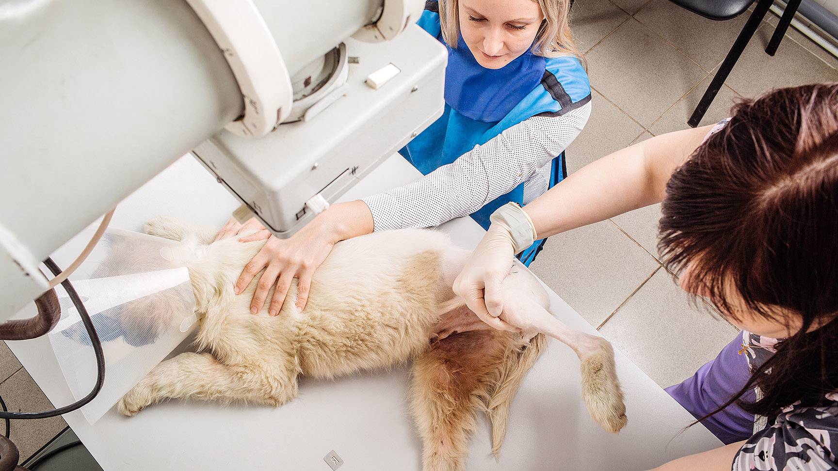 X-ray examination of a dog