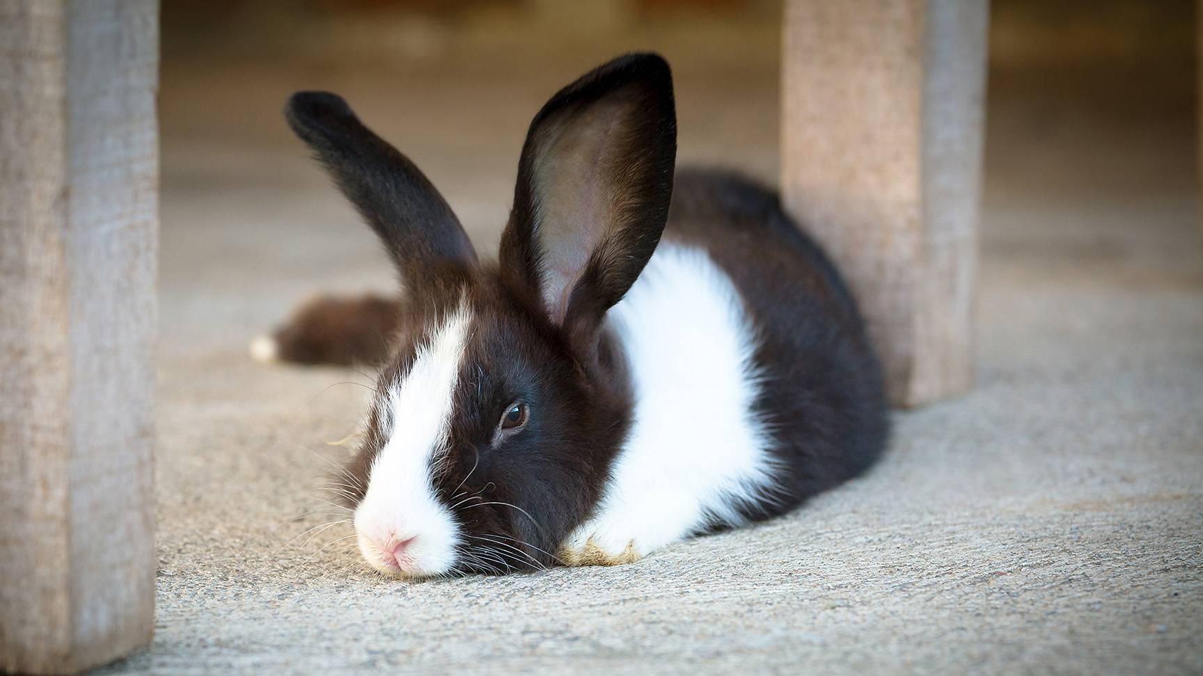 Liegendes Kaninchen