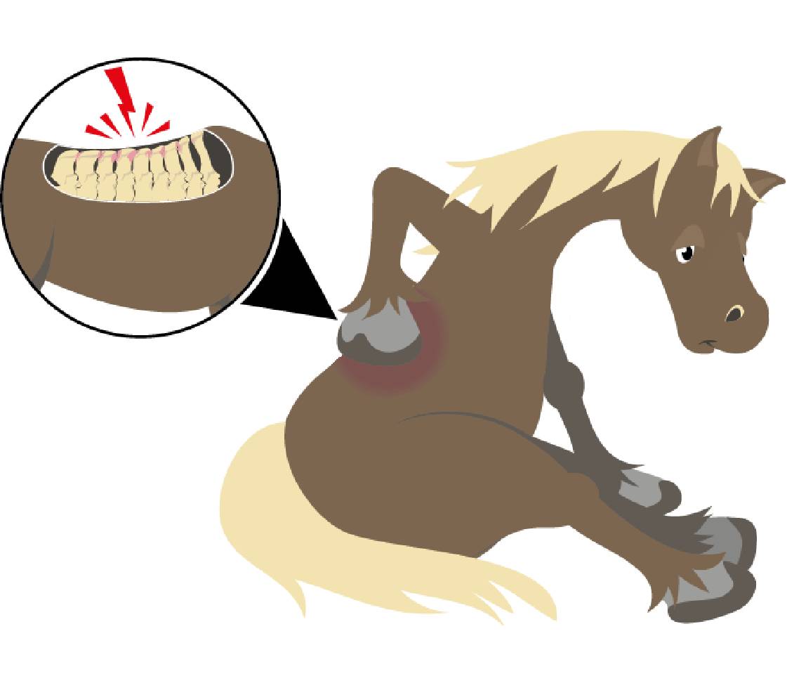 Pferd mit Rückenschmerzen