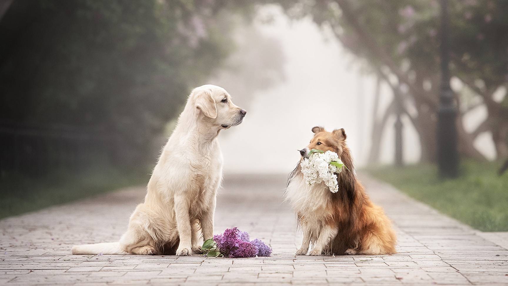 Two dogs