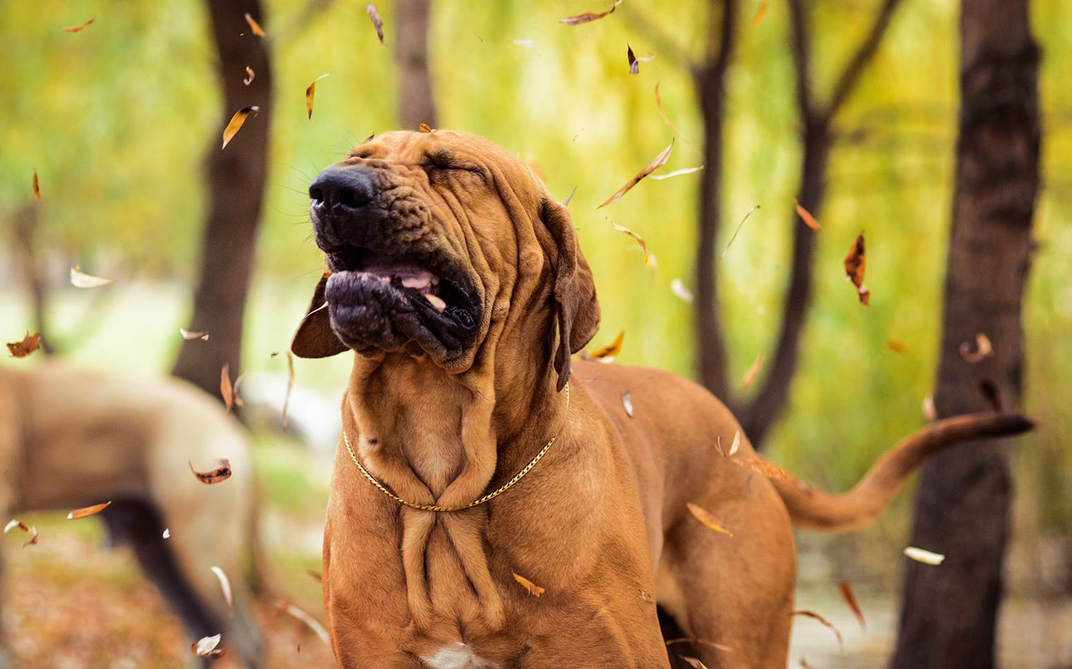 Niesender Hund