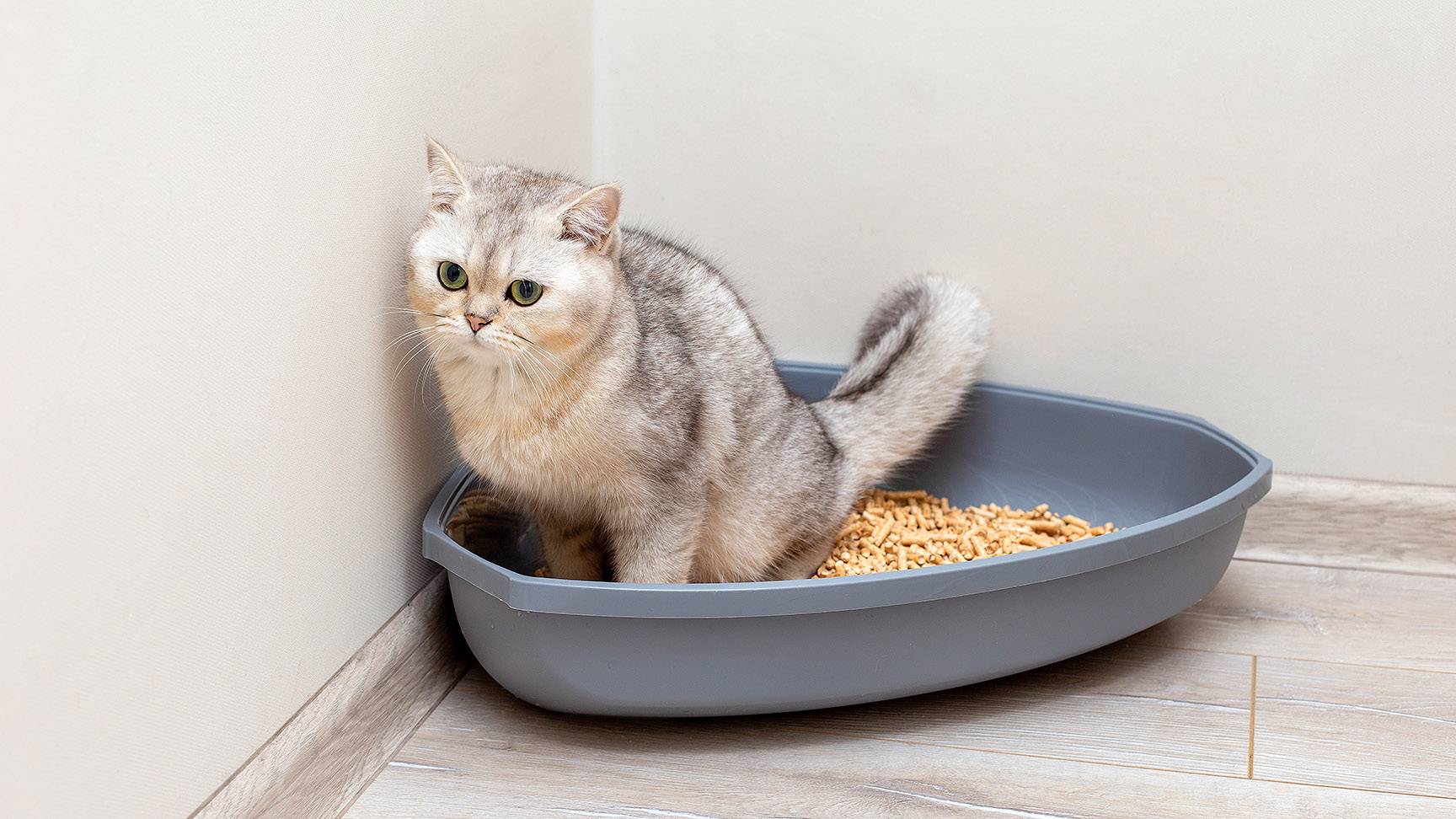 Cat on the litter box