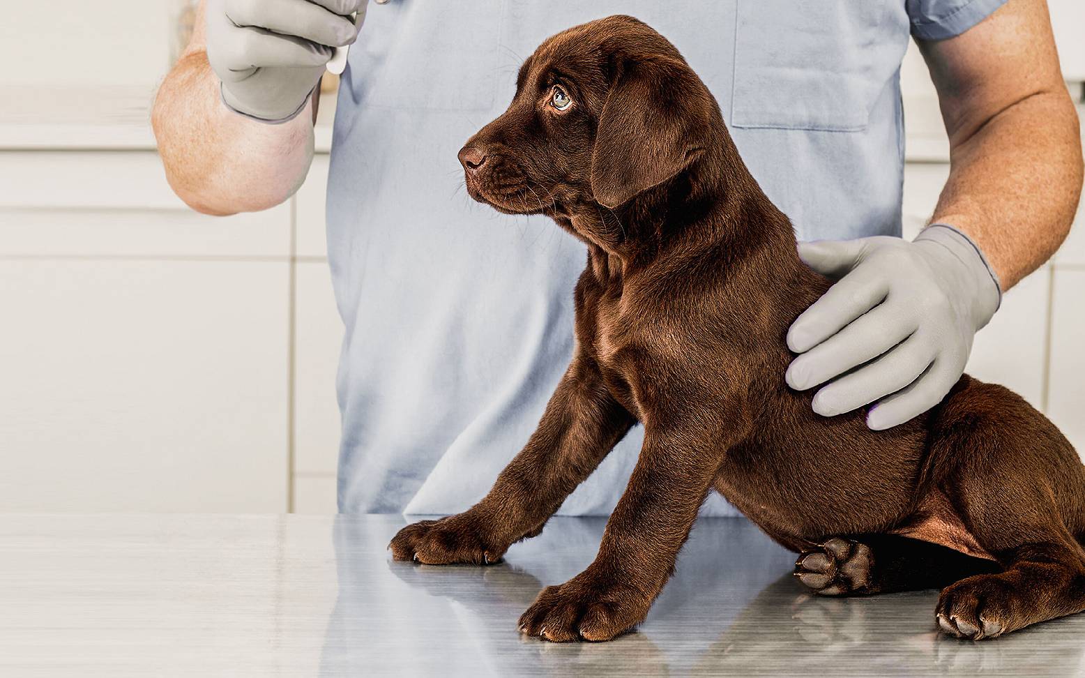 Dog on examination table and veterinarian