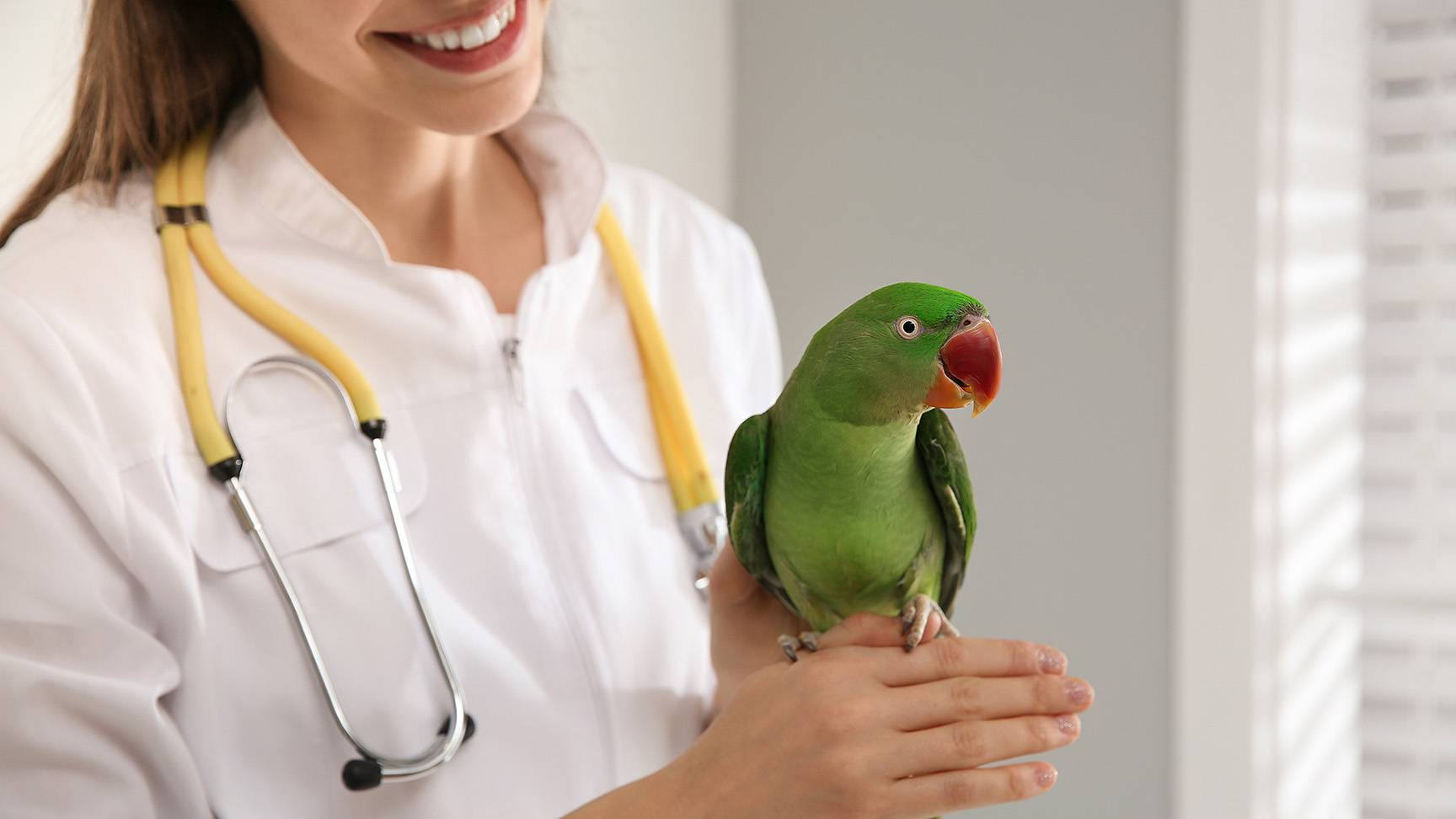 Papagei Tierärztin