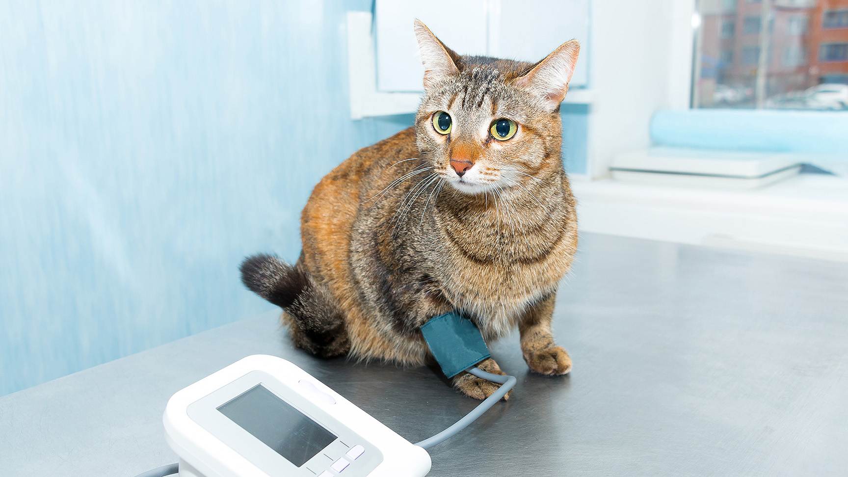Blutdruckmessung Katze