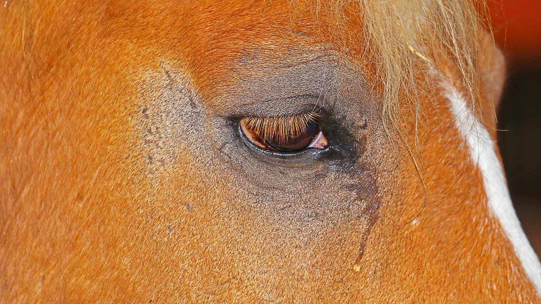 Pferd mit tränendem Auge