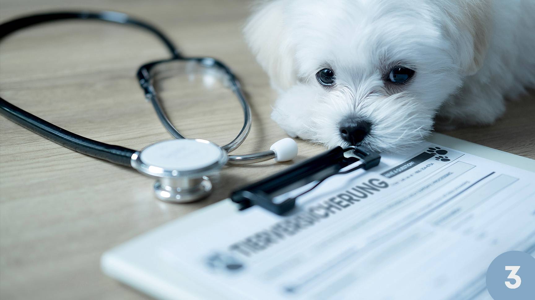 Hund Versicherungsformular Stethoskop