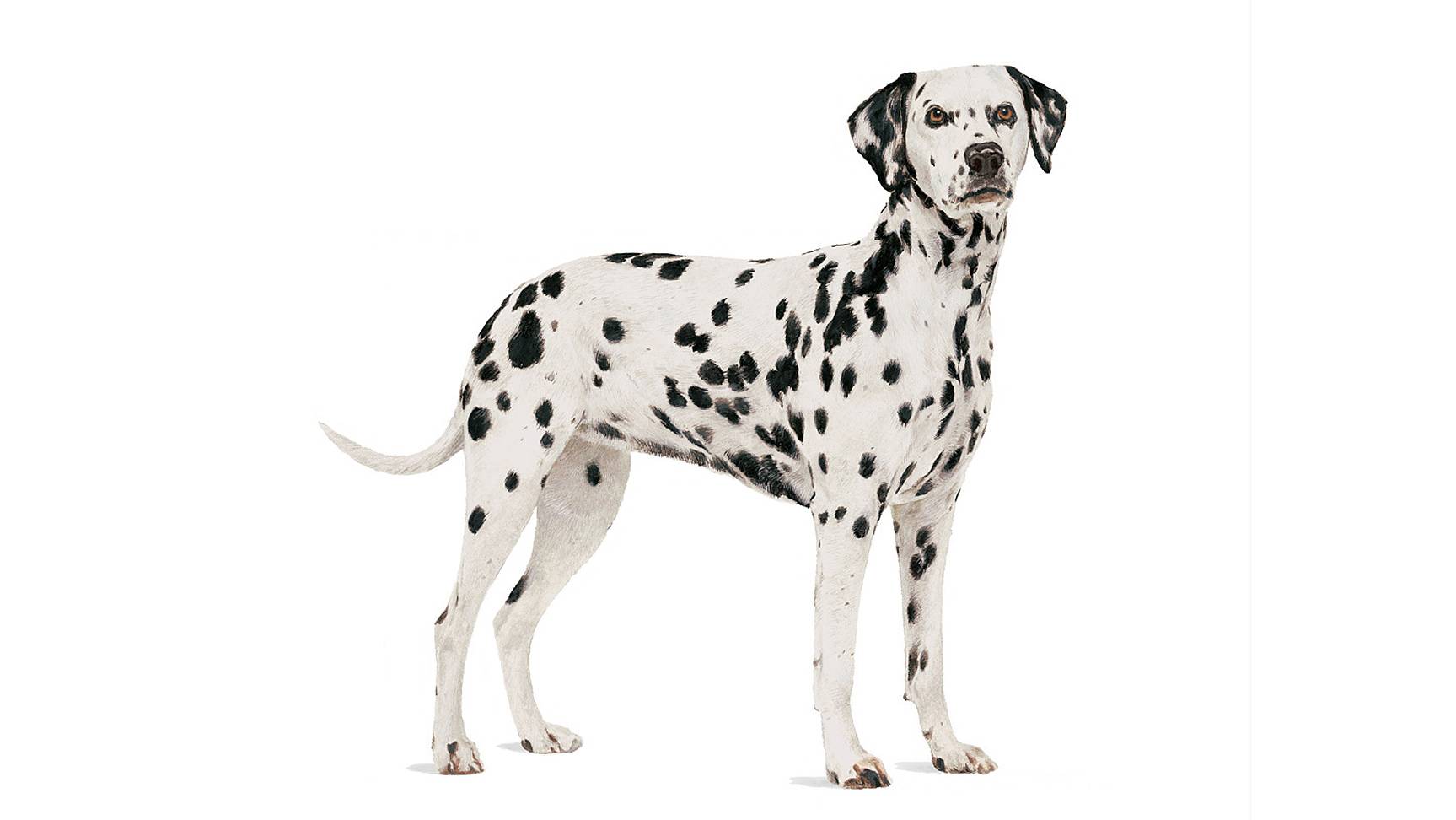 Dalmatian