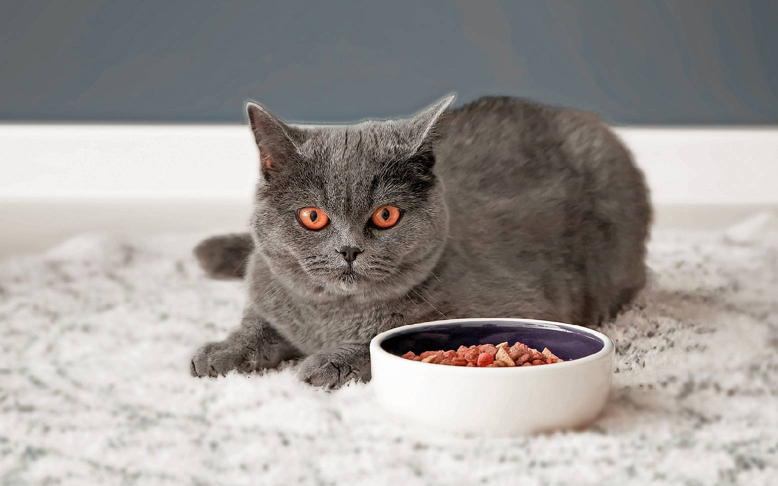 Katze vor vollem Futternapf