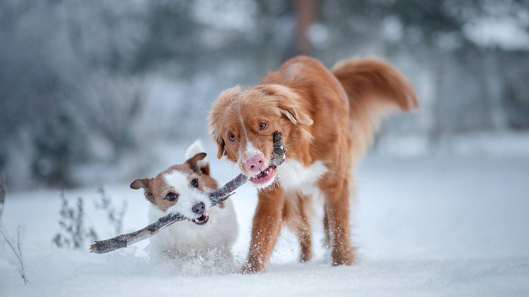 Zwei Hunde mit Stock