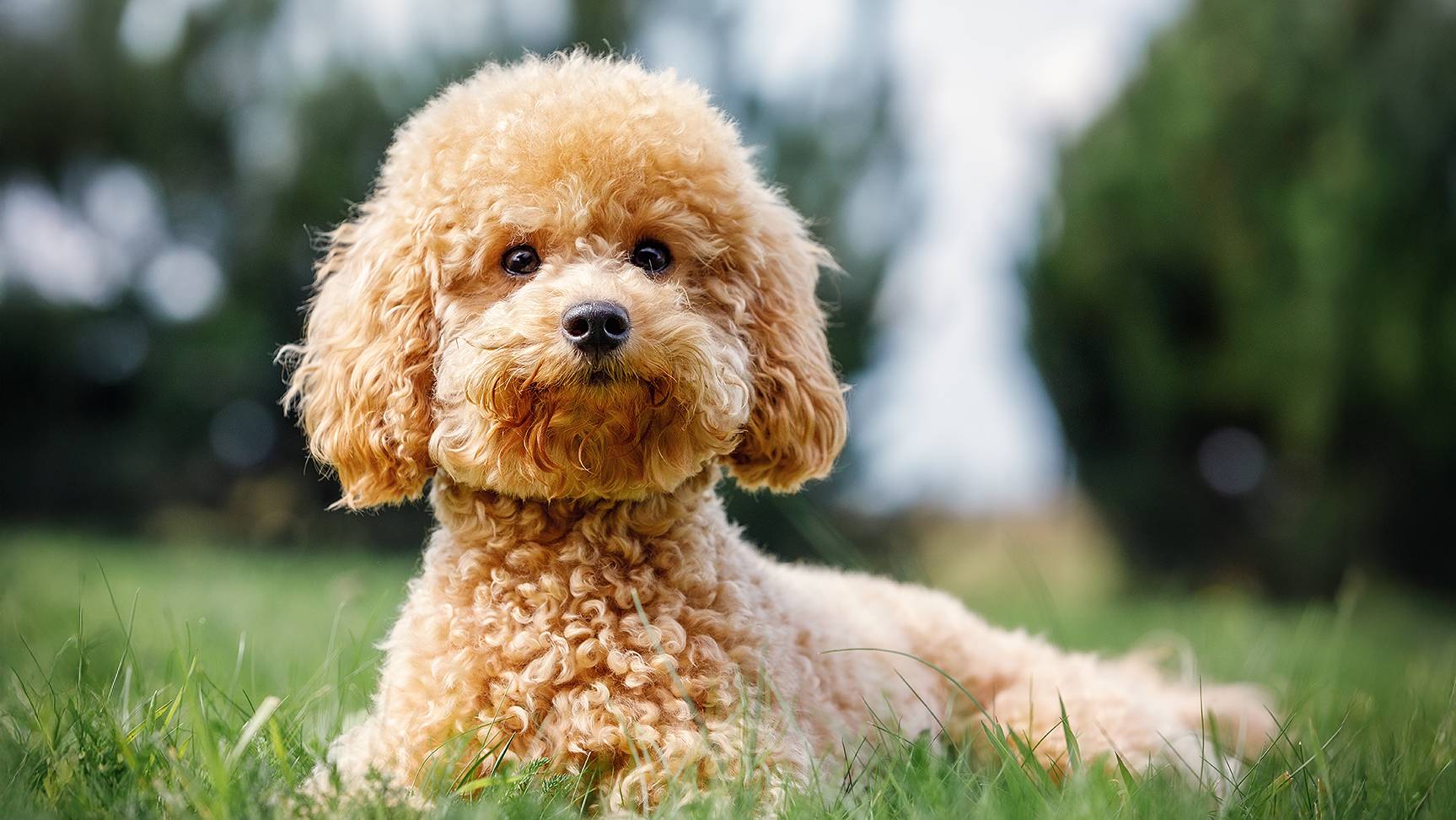 Poodle
