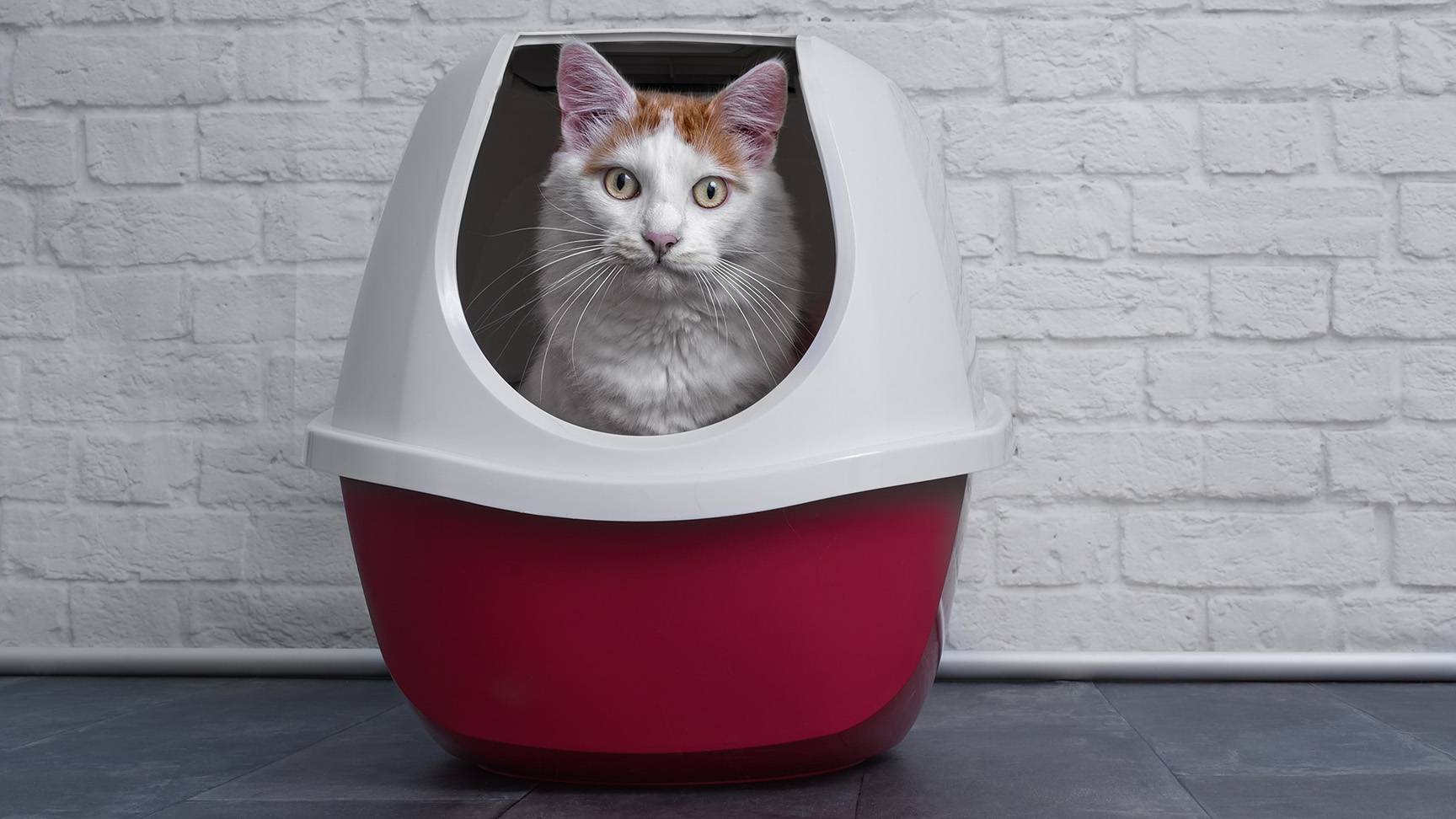 Katze auf Katzentoilette