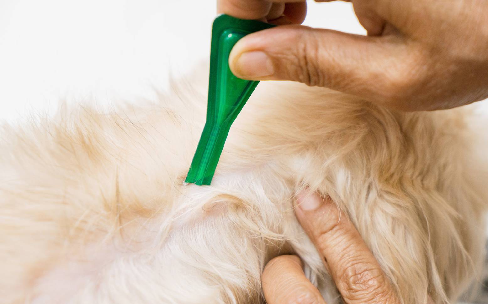 Dog coat with spot-on treatment