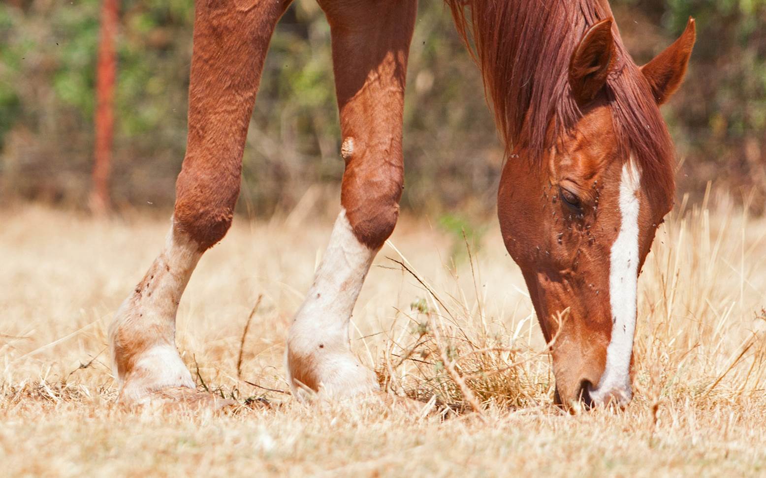 Horse with deformed legs
