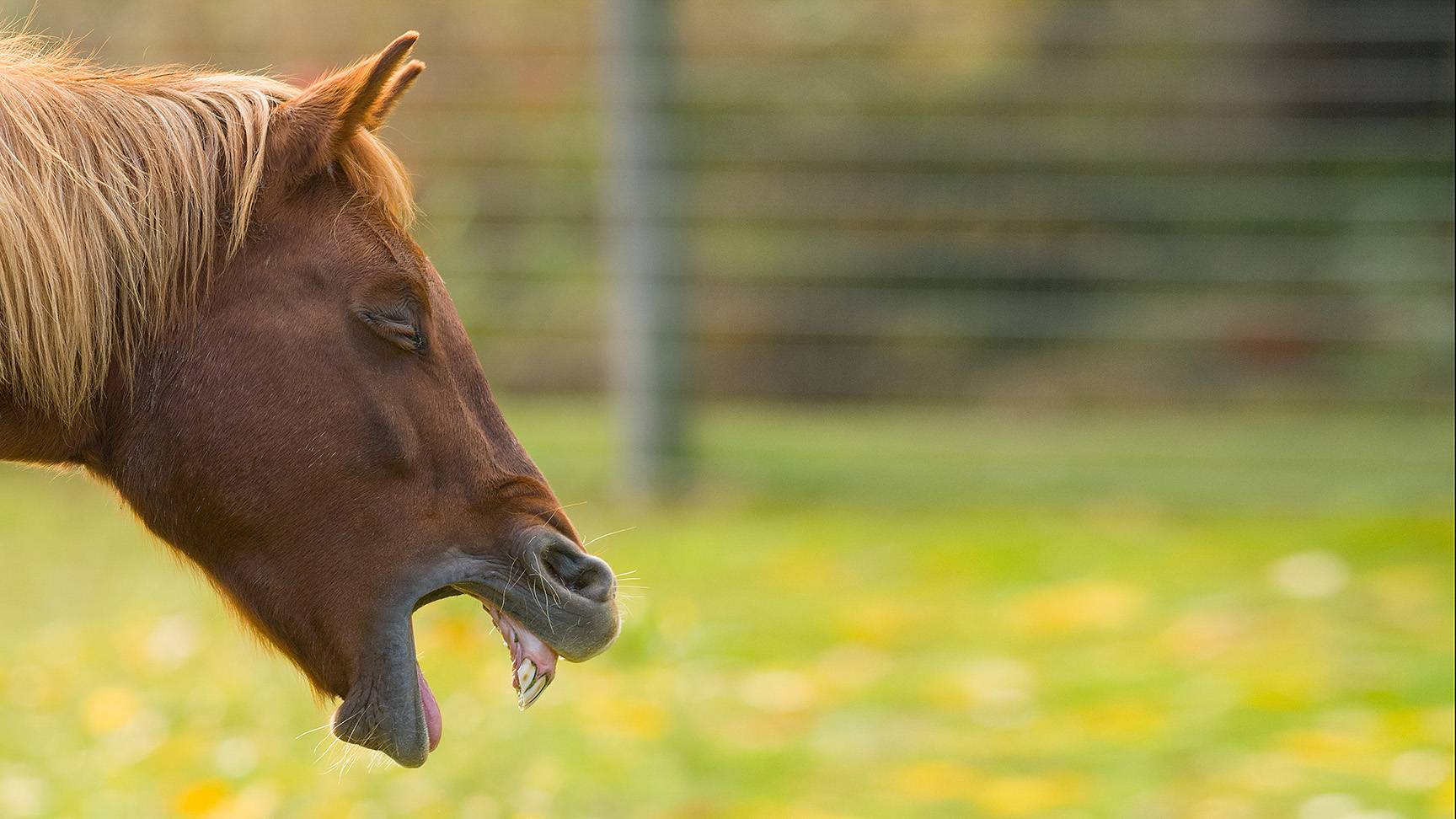 Gähnendes Pferd