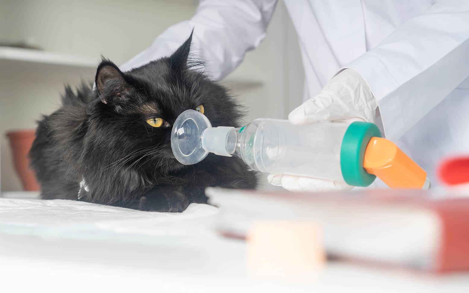 Cat inhalation
