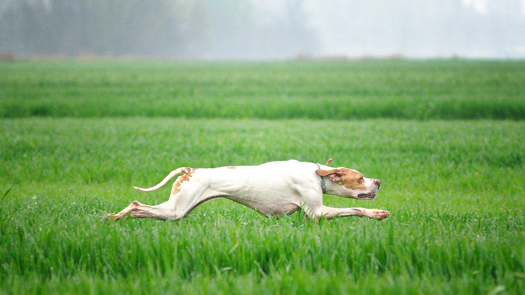 Rennender Jagdhund