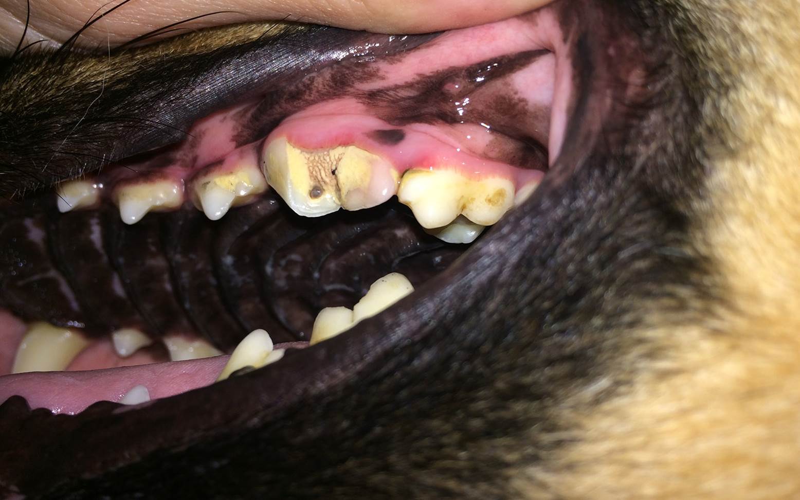 Dog bite