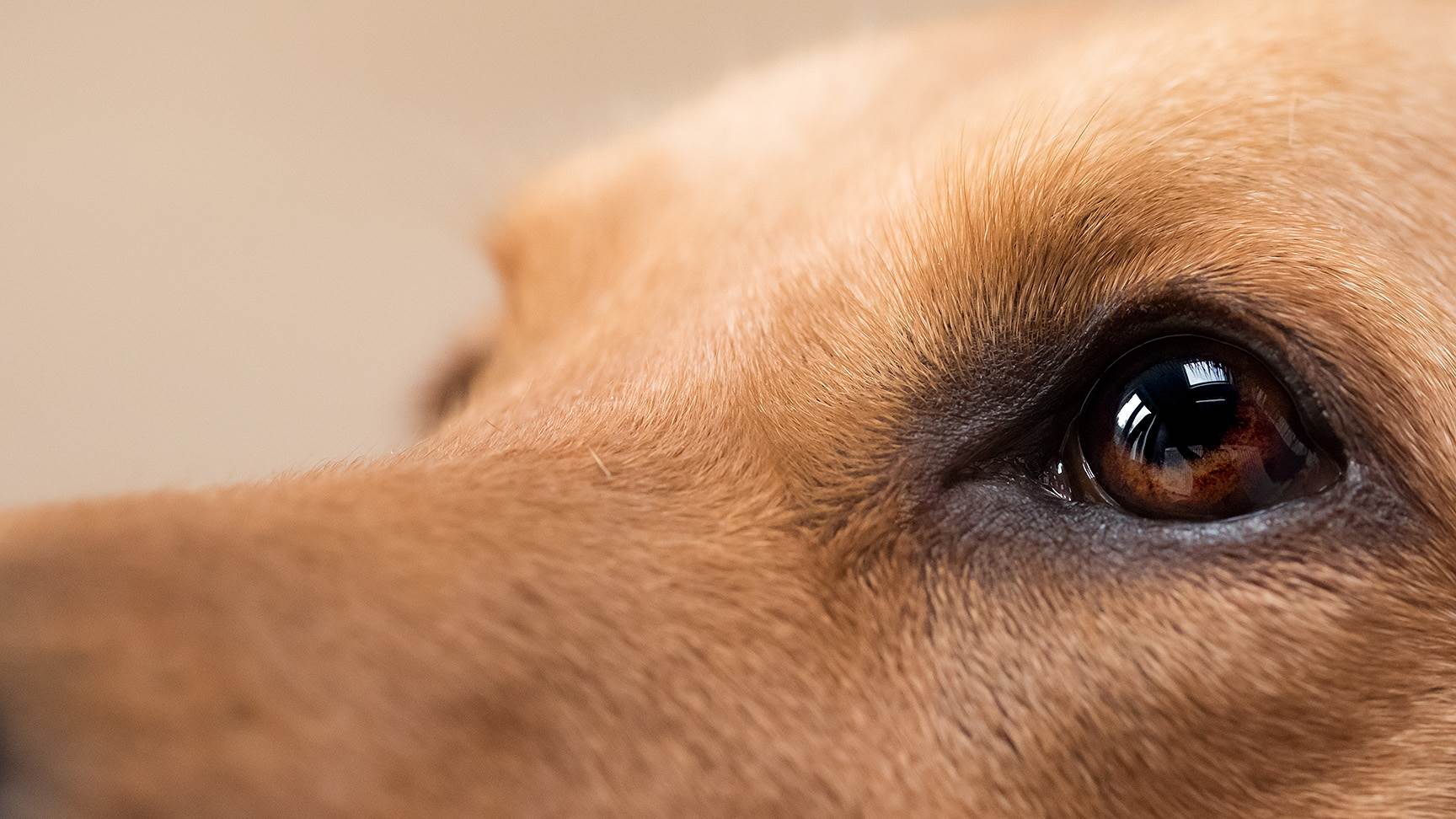 Augen eines Hundes