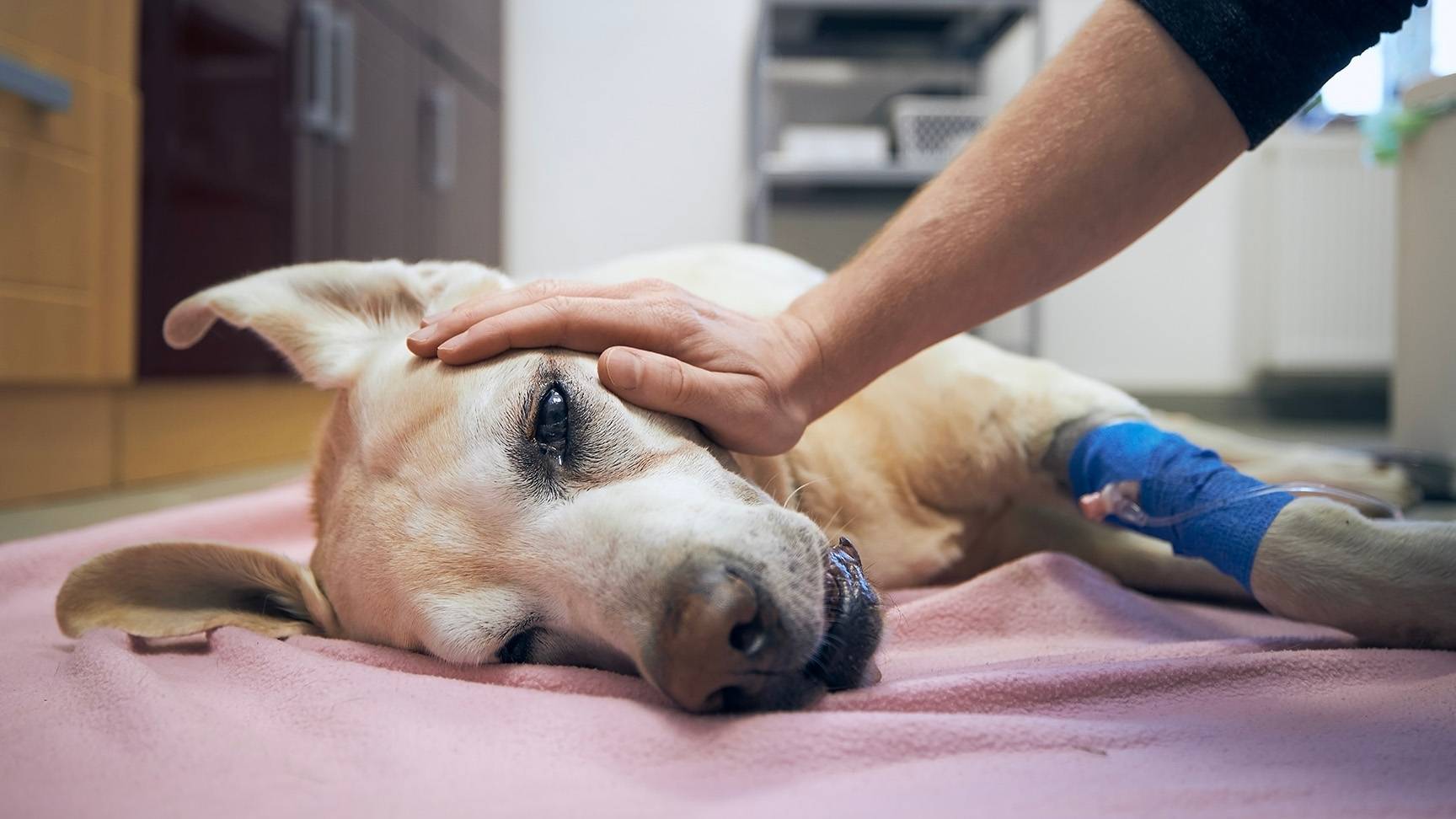 Hund mit Venenkatheter und Hand auf Kopf