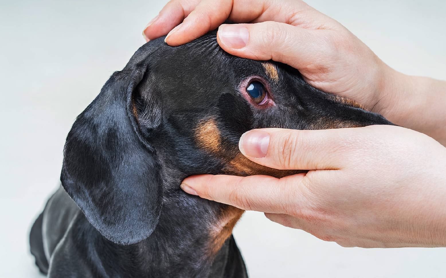 Two hands open dog's eye